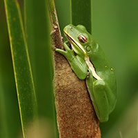 Hyla cinerea-green treefrog