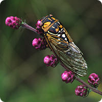 Megatibicen dorsatus-bush cicada
