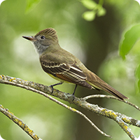 Myiarchus crinitus_Great Crested Flycatcher