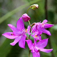 Calopogon tuberosus_grass pink orchid