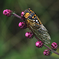 Megatibicen dorsatus-bush cicada